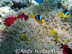 There are hundreds of Anemones at the Panorama Reef in Sa... by Andy Hamnett 